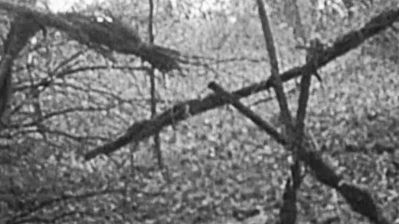 Image de Le Projet Blair Witch