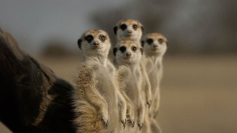 Image de La Vie secrète des animaux
