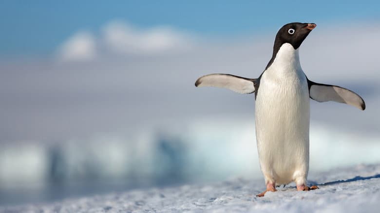 Image de Pingouins