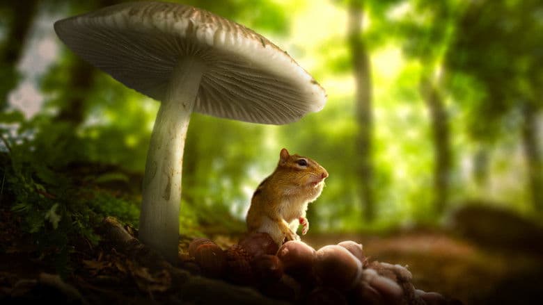 Image de Tiny World