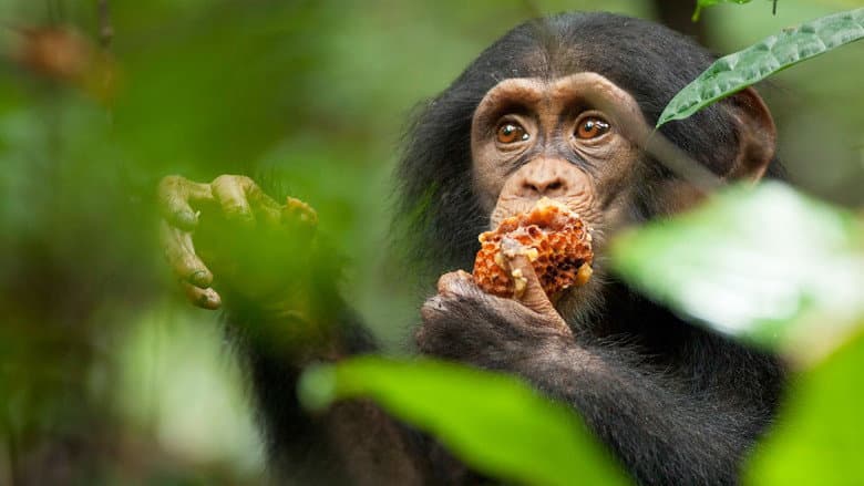 Image de Chimpanzés