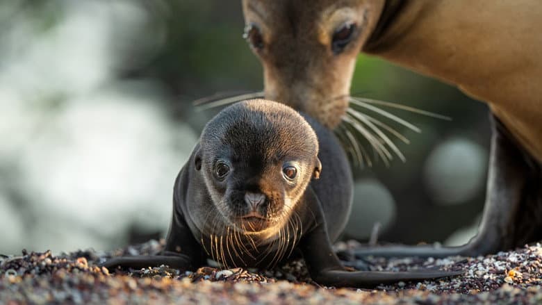Image de Otaries des Galápagos