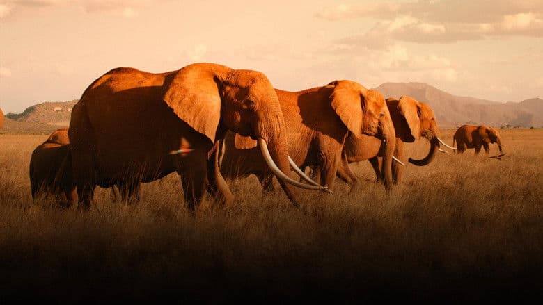 Image de The Elephant Mother