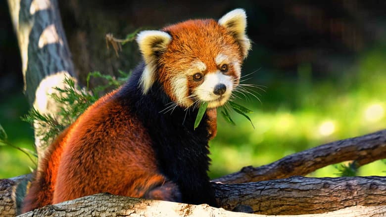 Image de Le Zoo du Bronx