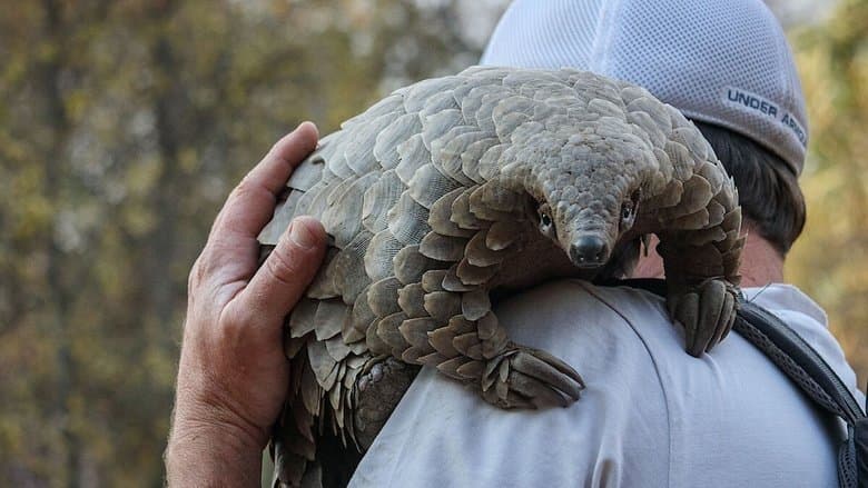 Image de Pangolin : Chemins de vie