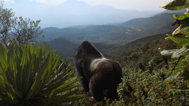 Image de Une histoire de gorilles avec David Attenborough