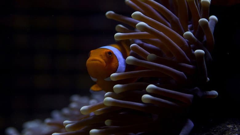 Image de Great Barrier Reef