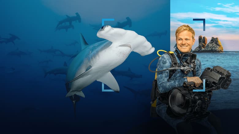 Image de Au plus près des requins-marteaux avec Bertie Gregory