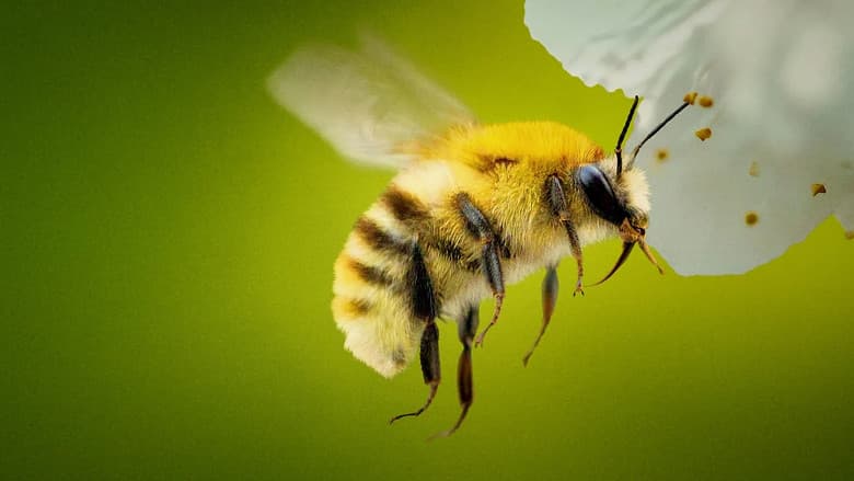 Image de Les Secrets des abeilles