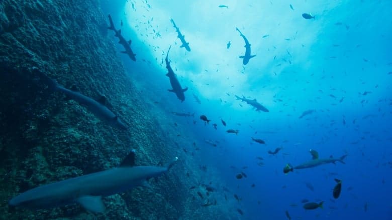 Image de Nos océans