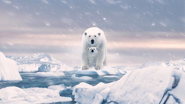 Image de Ours polaire