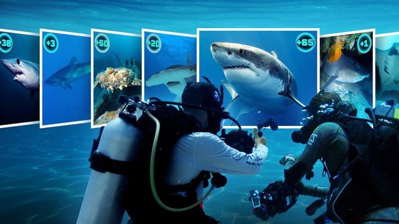 Image de All the Sharks : Trouvez-les tous !