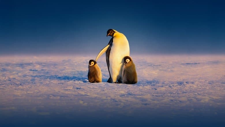 Image de Les Secrets des manchots