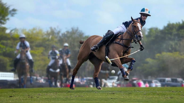 Image de Polo