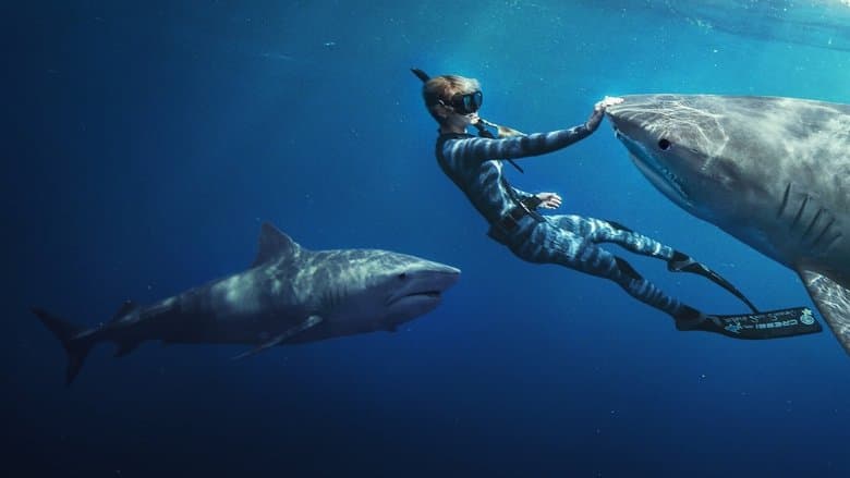 Image de En paix avec les requins